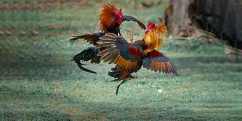 Những điều cược thủ cần biết về đá gà cựa sắt